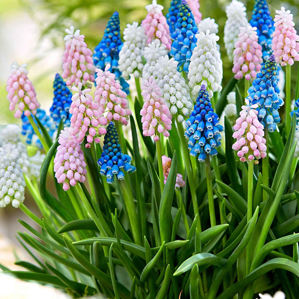 Blauwe druifjes Mix (x25) - Willemse