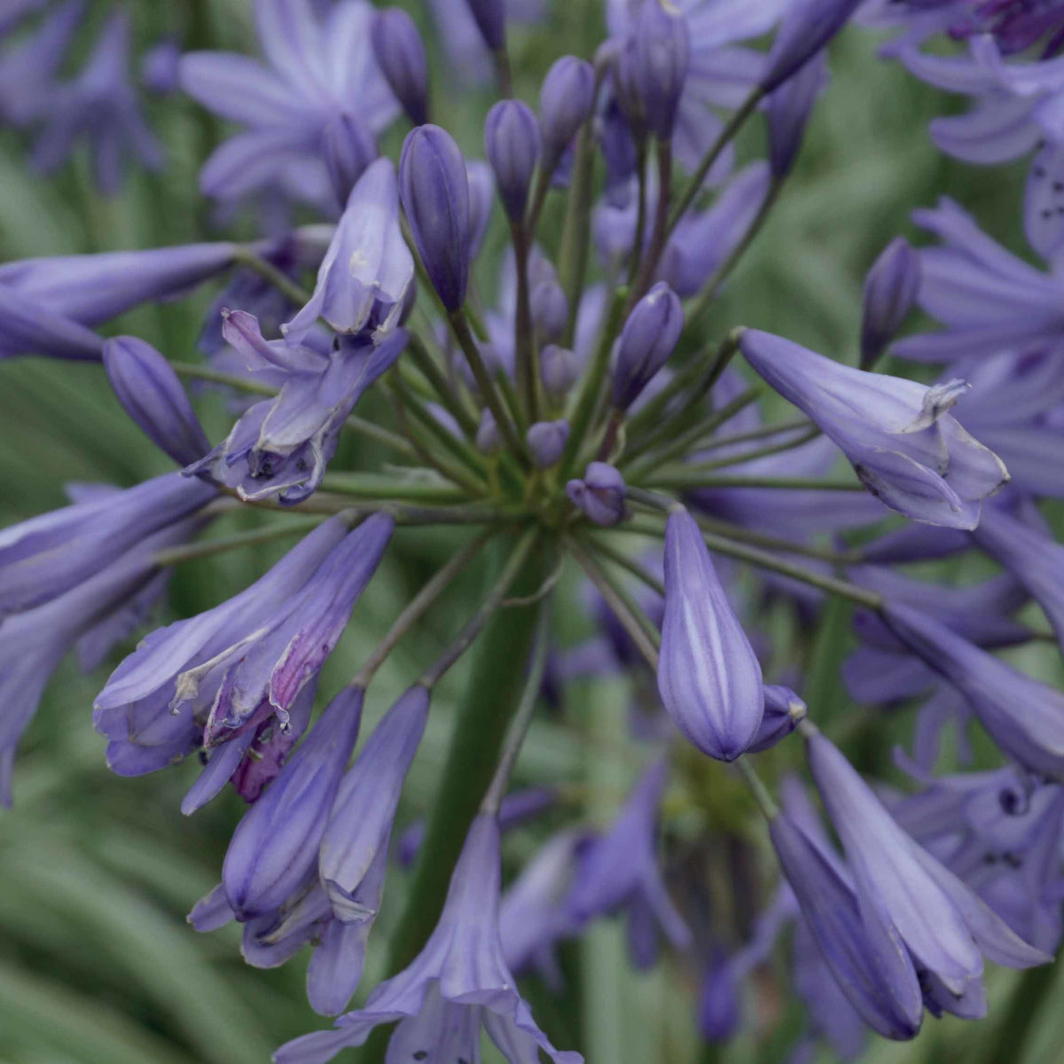 Afrikaanse lelie 'Silver Moon' - Agapanthus silver moon