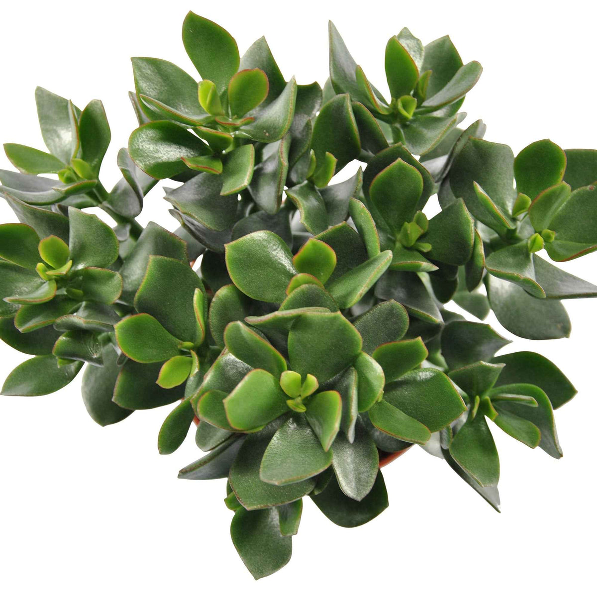 Jadeplant Crassula 'Hulk' - Crassula ovata hulk - Willemse