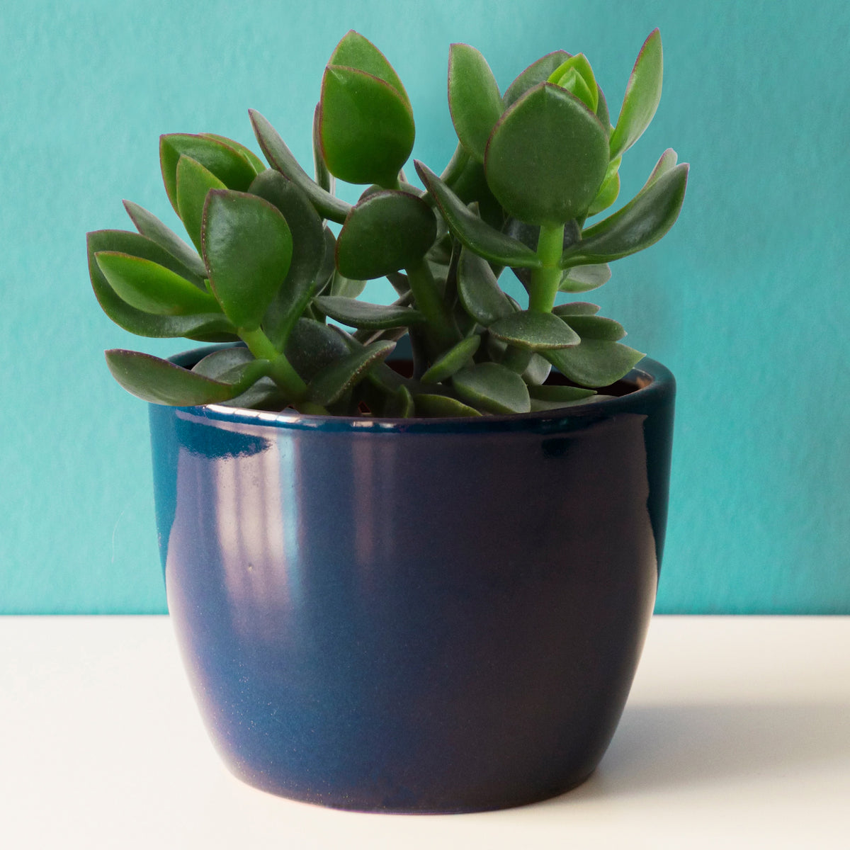 Jadeplant - Crassula ovata argentea - Willemse