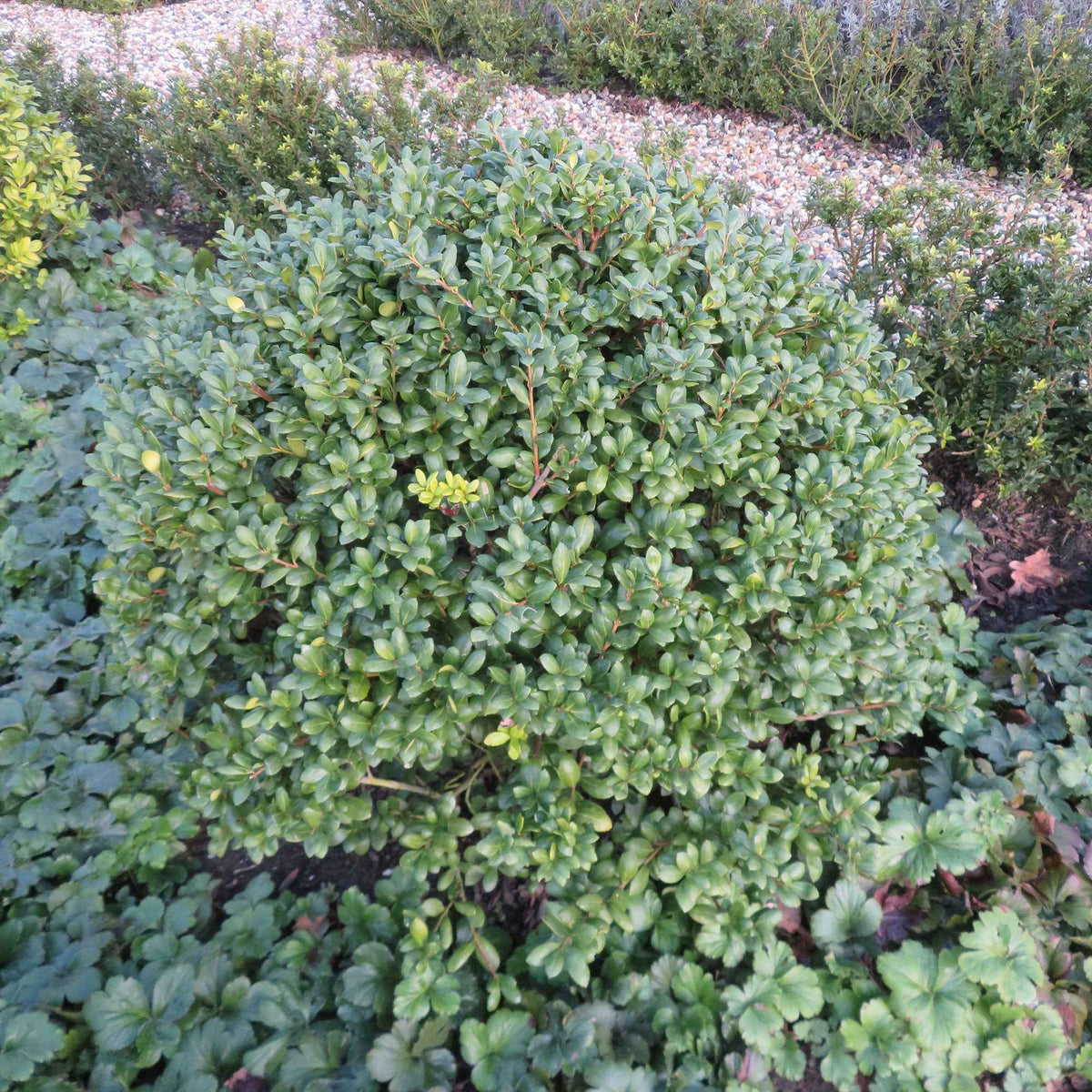 Japanse hulst 'Caroline Upright' - Ilex crenata 'caroline upright' - Willemse