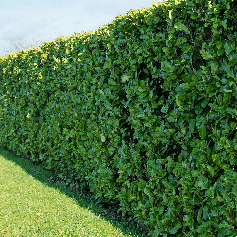 Laurierkers 'Caucasica' - Willemse