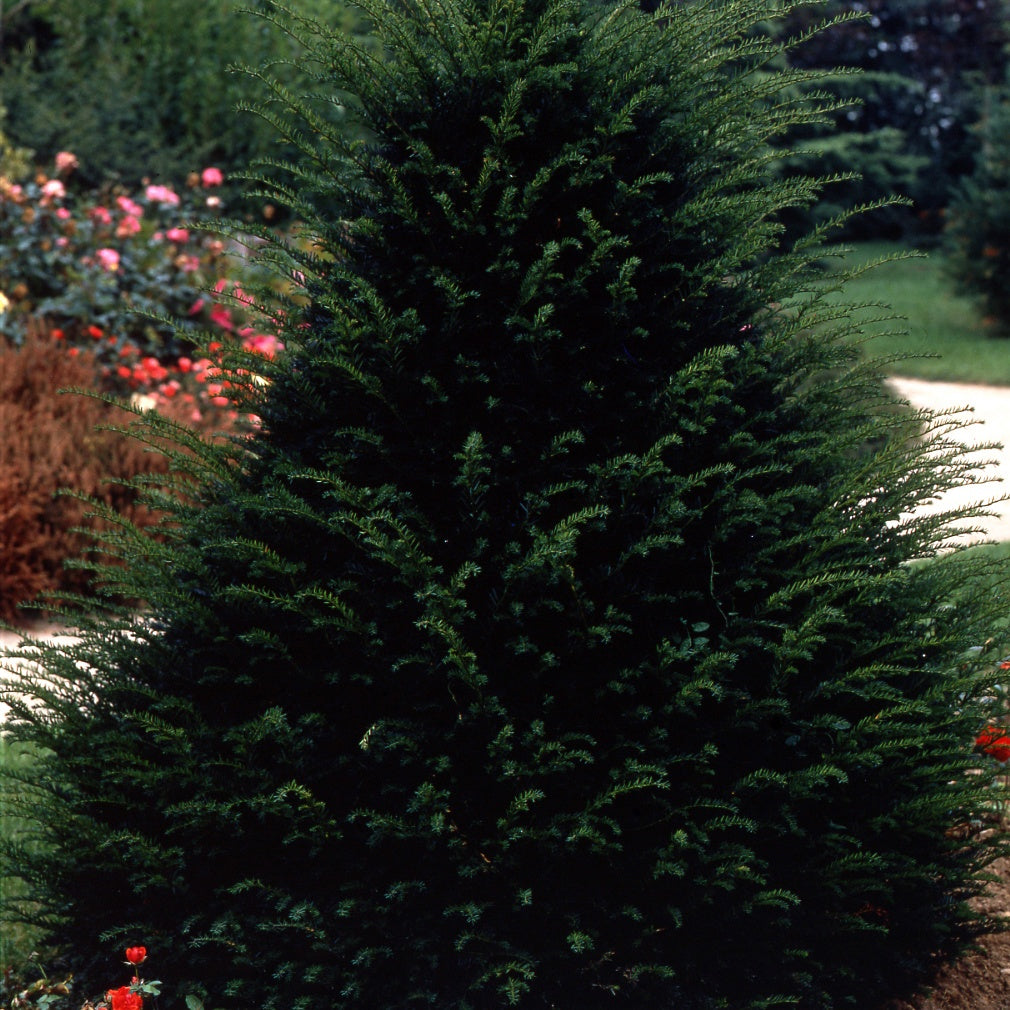 Taxus 'Hicksii' - Taxus media hicksii - Coniferen - Coniferea