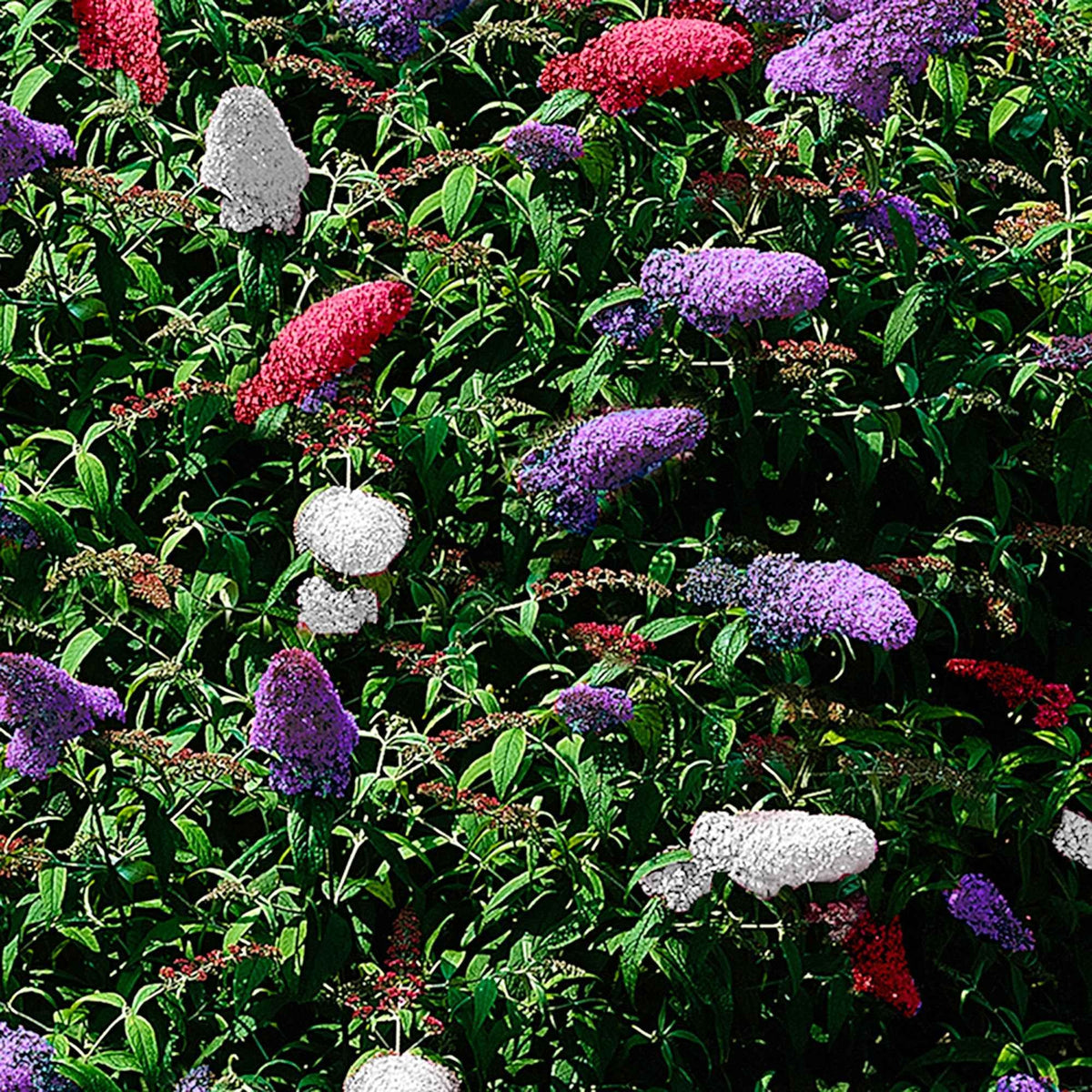 Vlinderstruik 'Tricolor' - Buddleja davidii empire blue, pinkdelight, white - Willemse