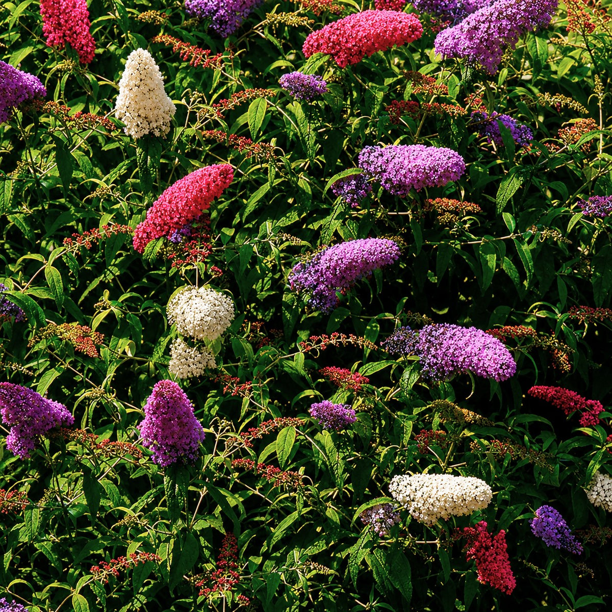 Vlinderstruik 'Tricolor' - Buddleja davidii empire blue, pinkdelight, white - Willemse