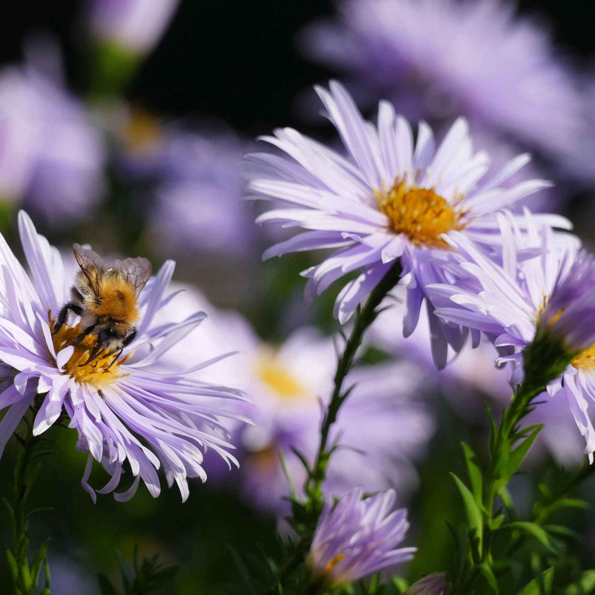 Aster - Herfstaster 'Asran' - Aster ageratoides Asran