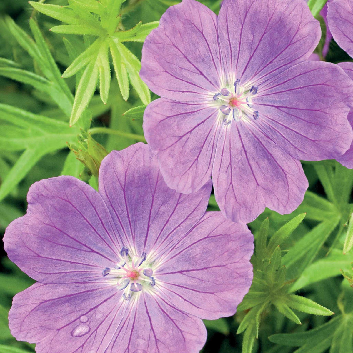 Bloedooievaarsbek - Geranium sanguineum - Willemse