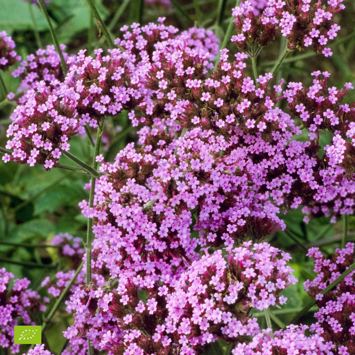 Verbena bonariensis Lollipop - IJzerhard 'Lollipop' - Ijzerhard