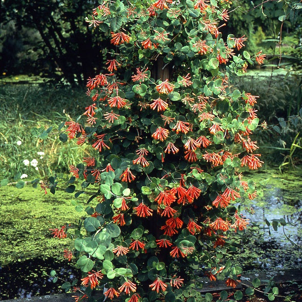 Kamperfoelie - Kamperfoelie 'Dropmore Scarlet' - Lonicera brownii Dropmore Scarlet