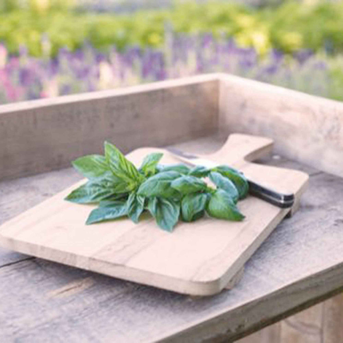 Basilicum 'Italiano Classico' - Willemse