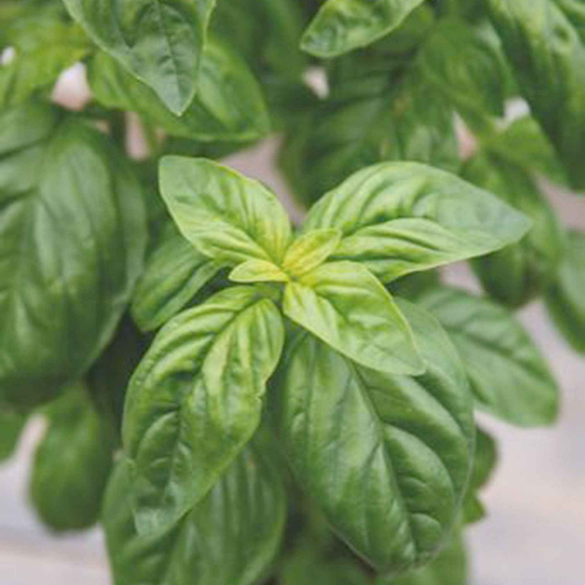 Ocimum basilicum genovese - Basilicum 'Italiano Classico' - Biologische kruiden