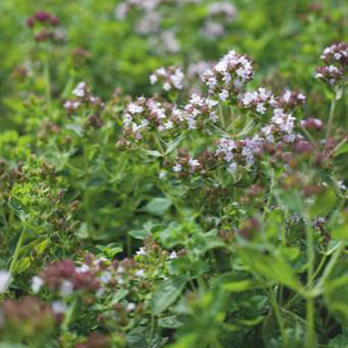 Marjolein - Willemse