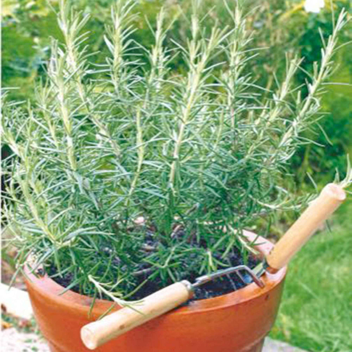 Rozemarijn zakje zaden 0,1 gram - Willemse