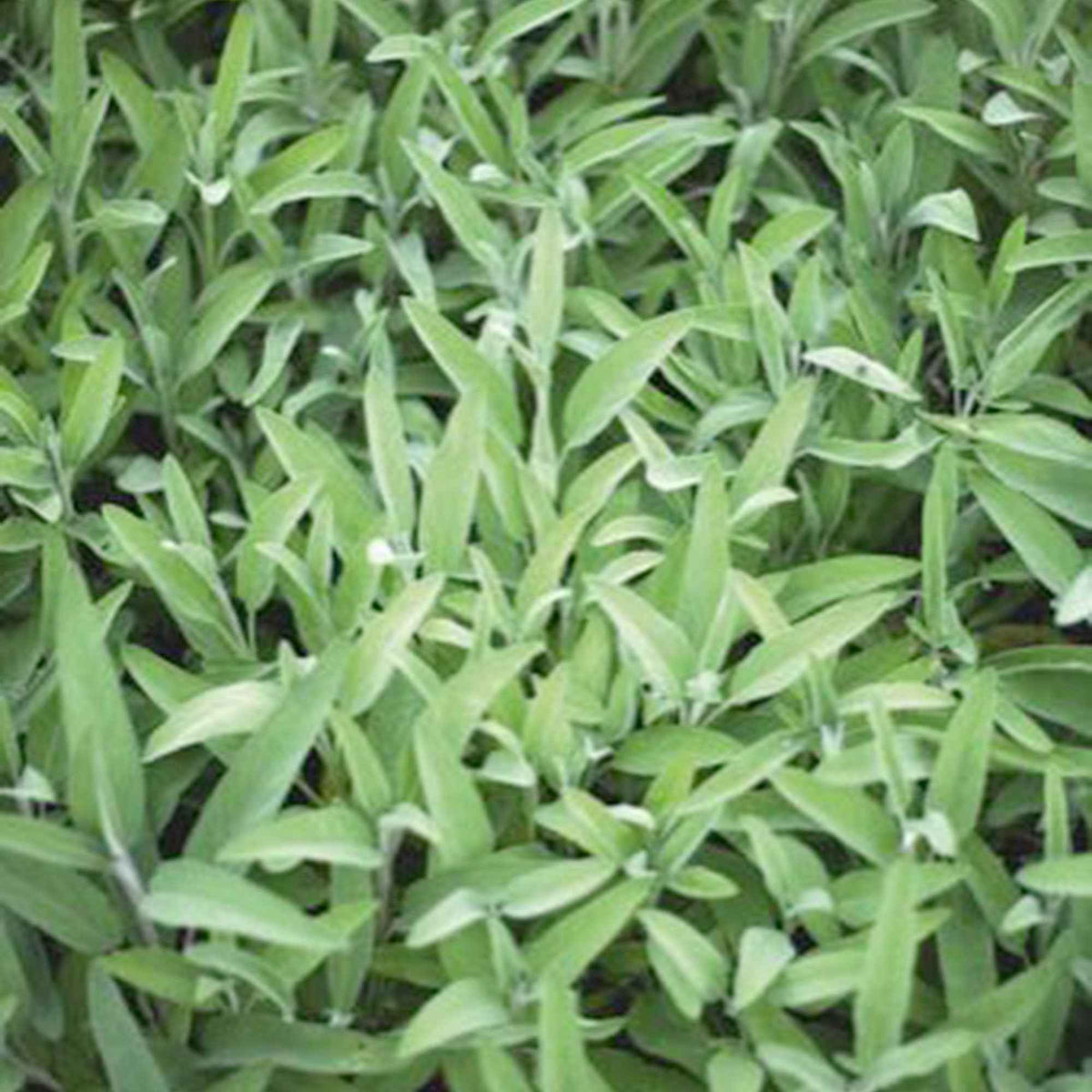Salie - Salvia officinalis Fanni - Willemse