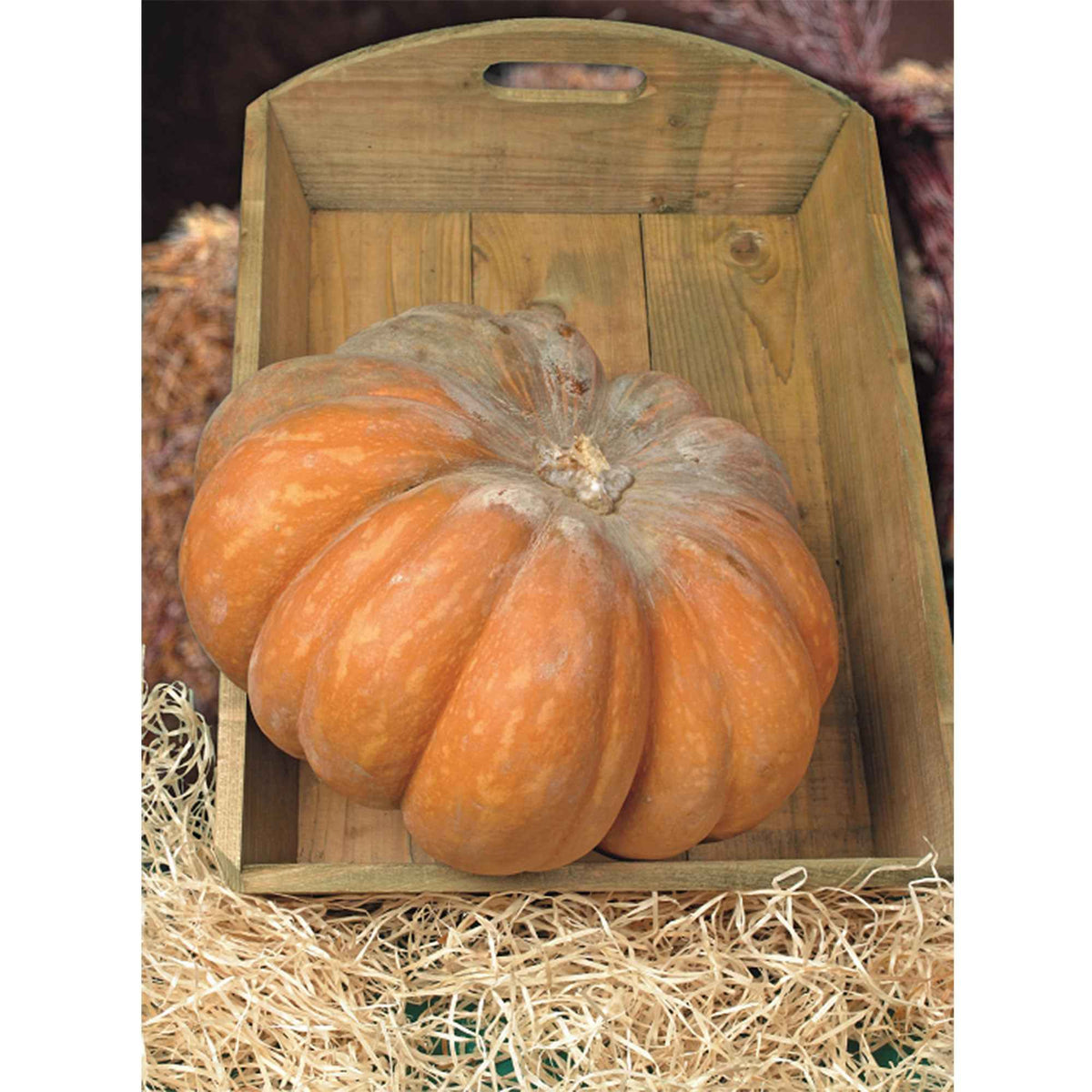 Pompoen 'Musquée de Provence' - Bio - Willemse