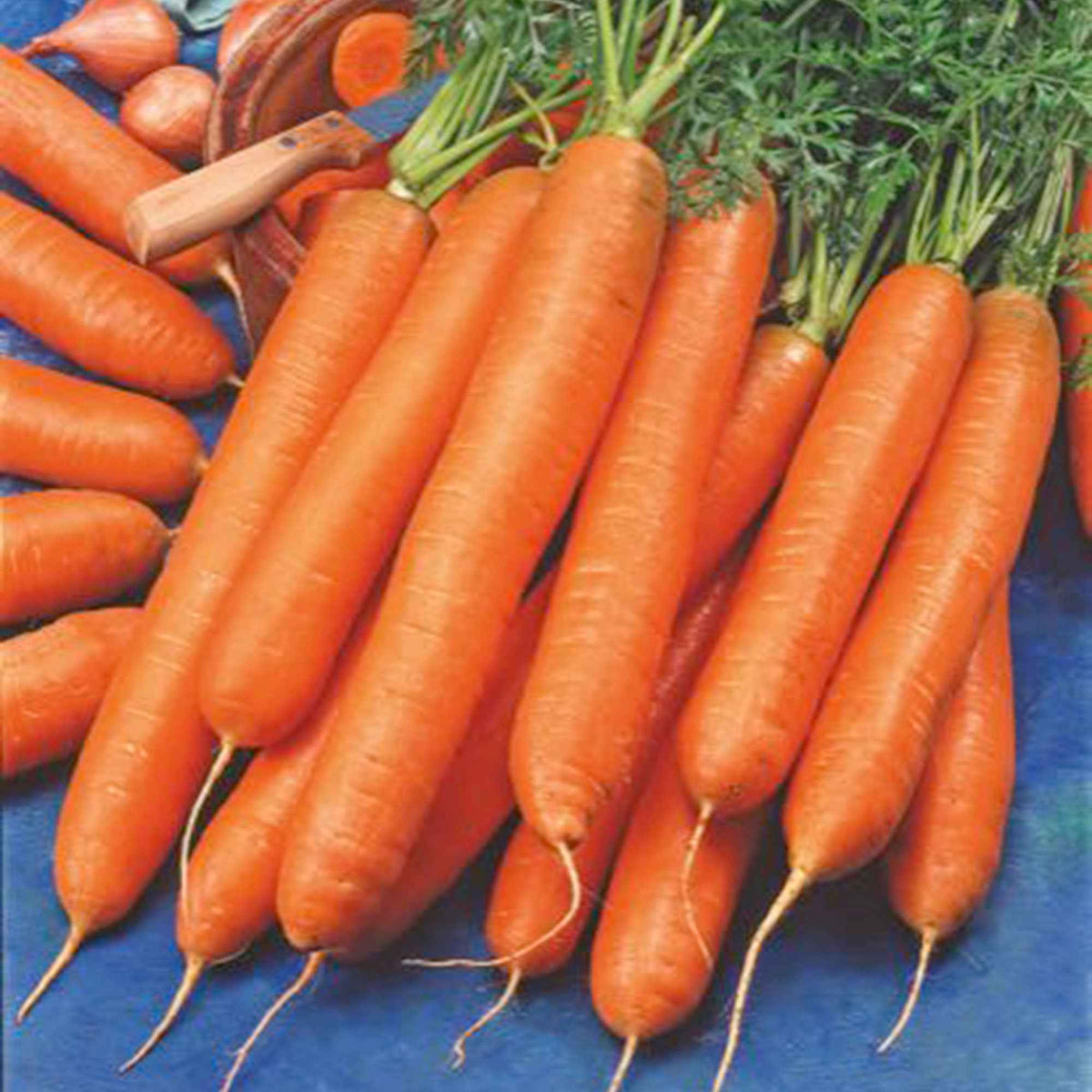 Wortel 'Berlikumer 2' - Daucus carota berlikumer 2 - Willemse