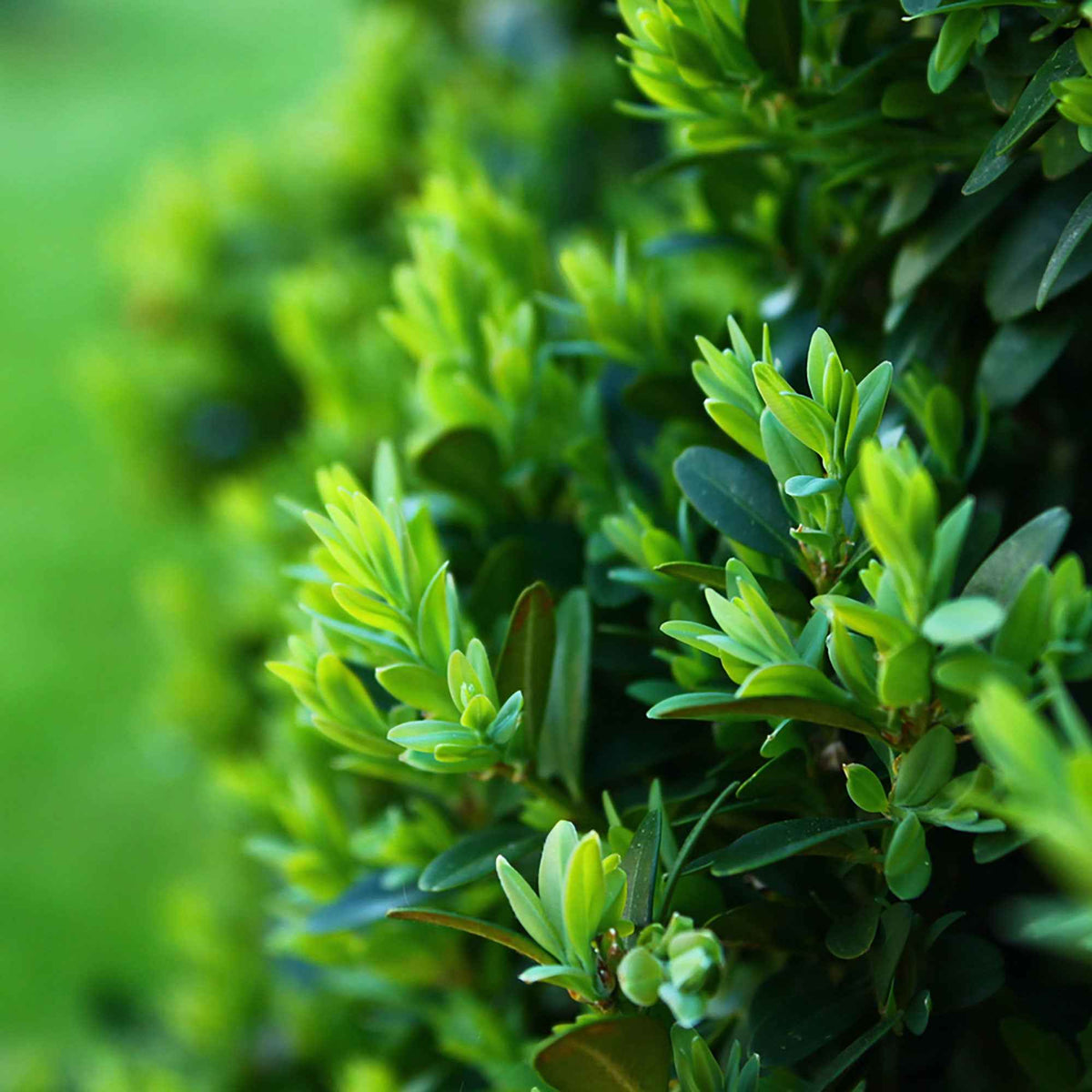 Buxus - Buxus bolvorm - Buxus sempervirens