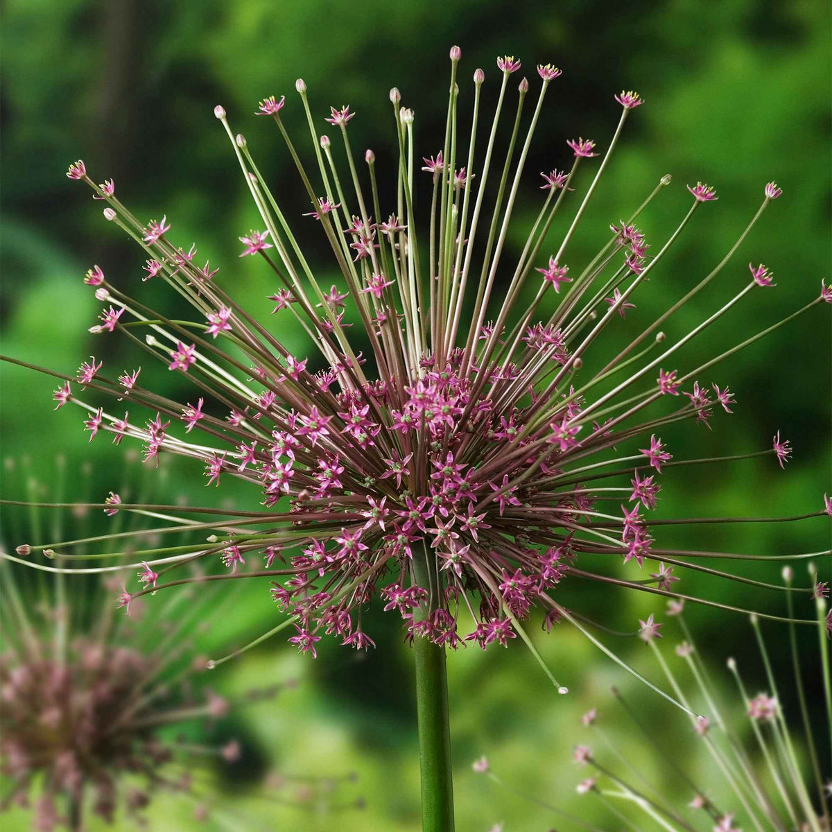 Sierui Allium schubertii (x5) - Willemse