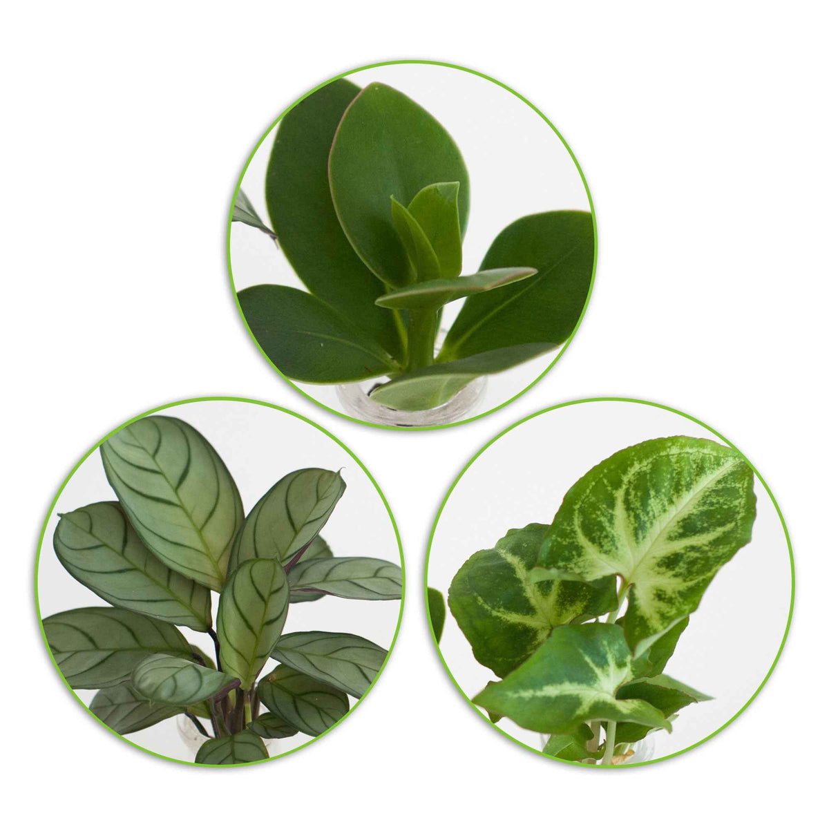 Stekmix 'Berlin' in 3 glazen - Hydroponie - Syngonium 'Pixie', Clusia 'Princess', Ctenanthe 'Amagris' - Willemse