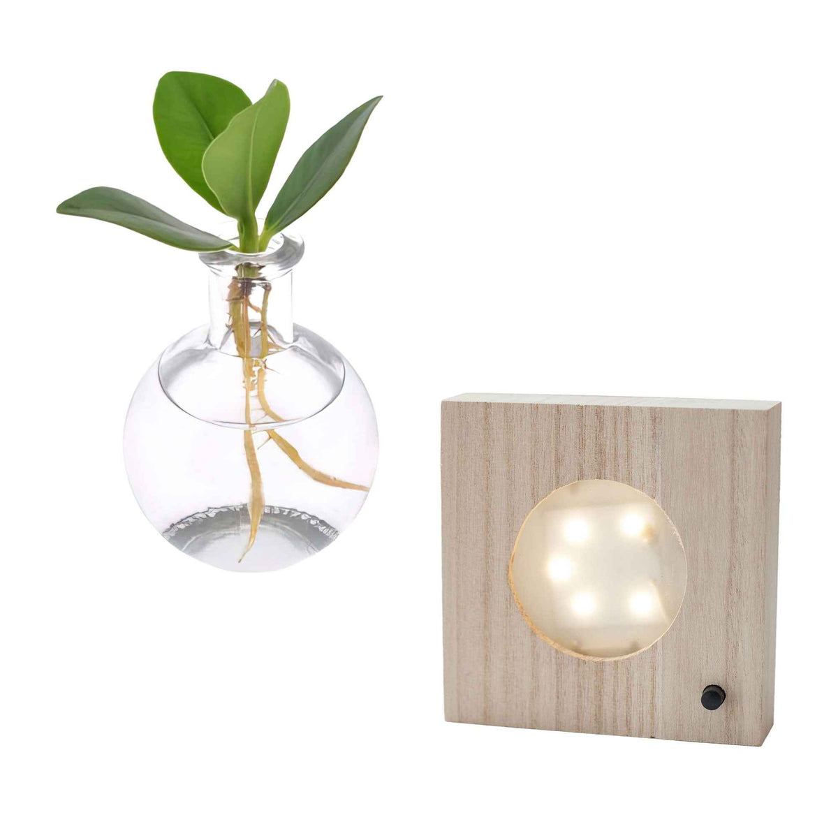 Verkoop Clusia in Samoa glas met ledverlichting - Hydroponie - Clusia samoa