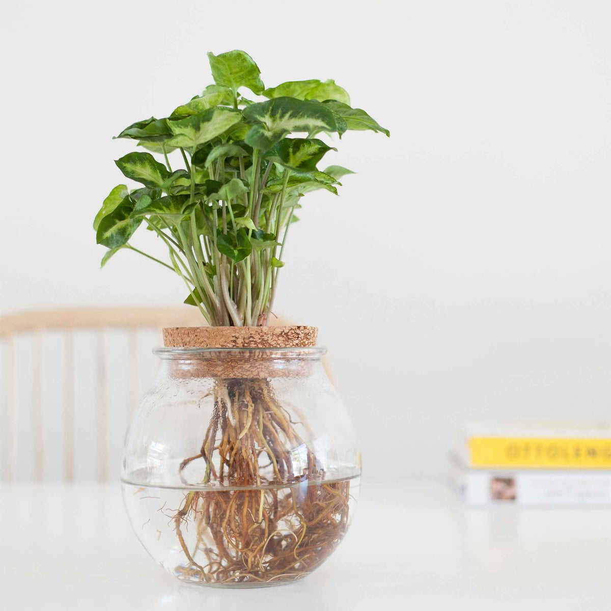 Syngonium / - Syngonium - Willemse