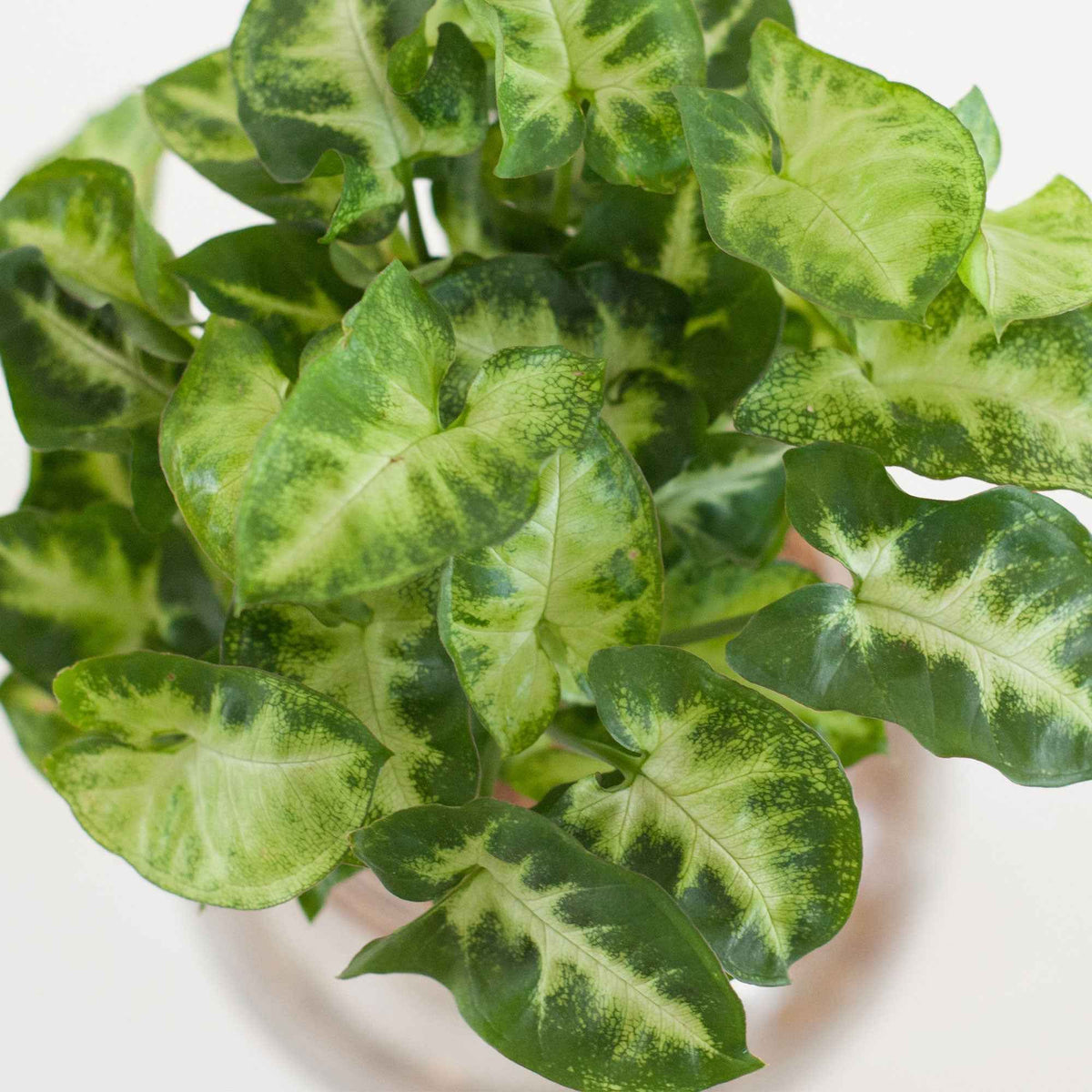 Syngonium - Syngonium in Bolglas - Hydroponie - Hydroponische planten