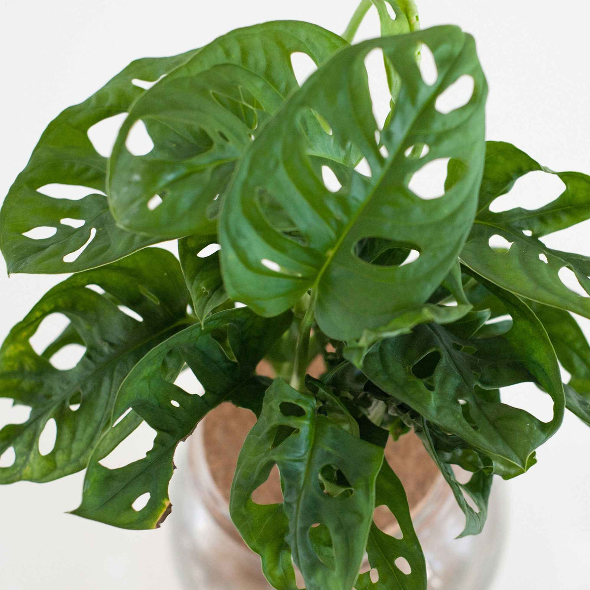Monstera in Bolglas - Hydroponie - Monstera - Willemse