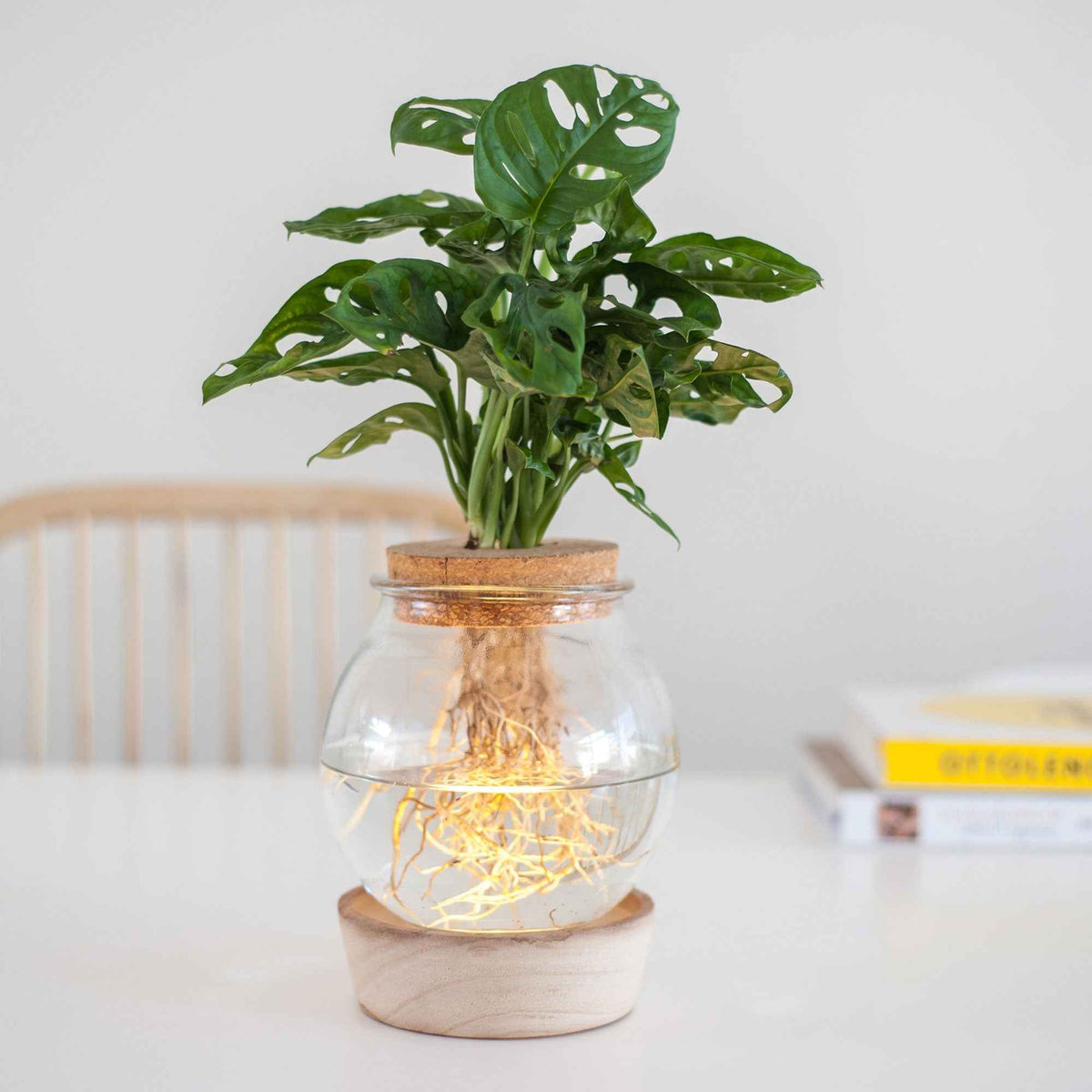 Monstera in Bolglas met ledverlichting - Hydroponie - Willemse