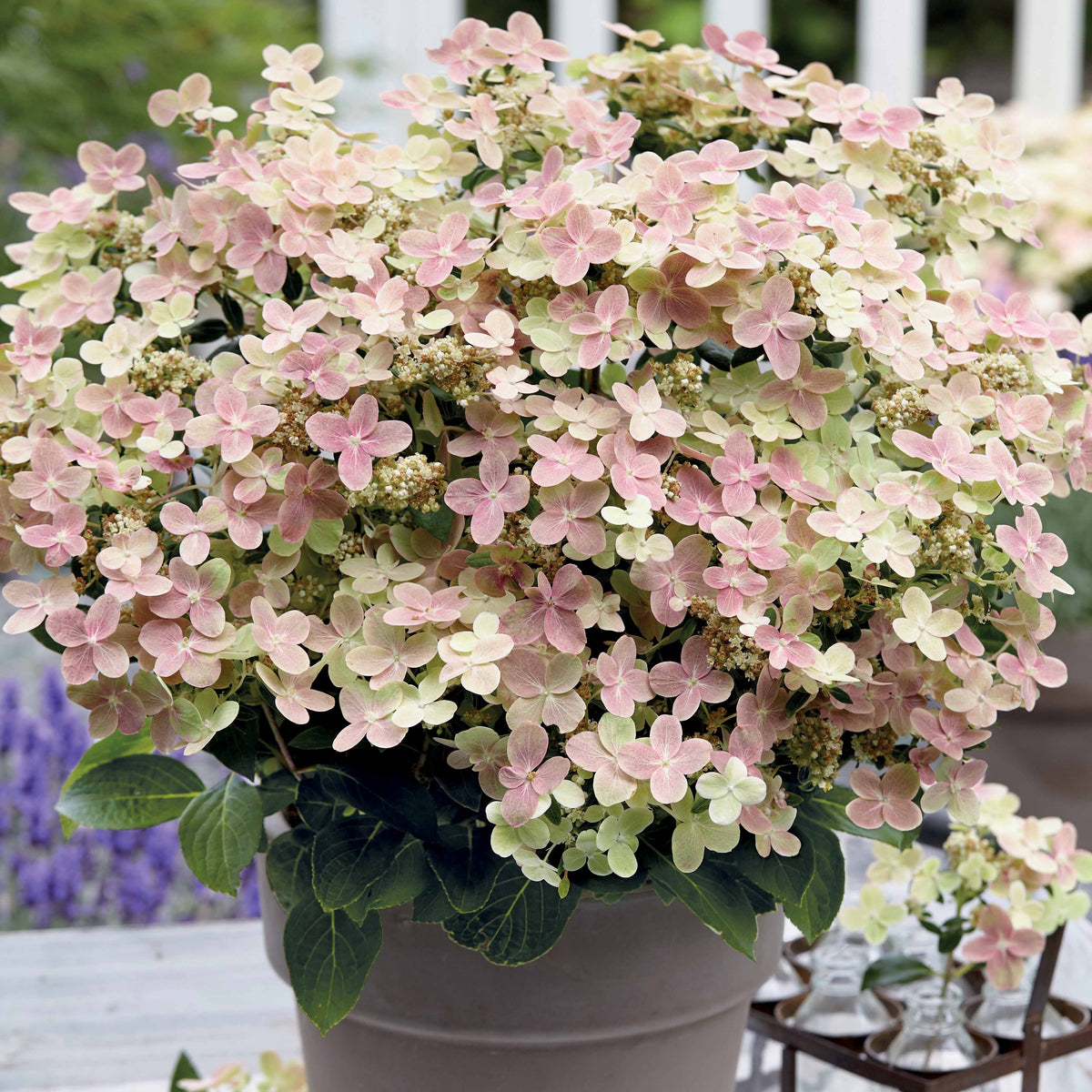 Hydrangea paniculata polestar ® ' breg14' - Pluimhortensia Hydrangea paniculata Roze-Wit - Winterhard - Pluimhortensia