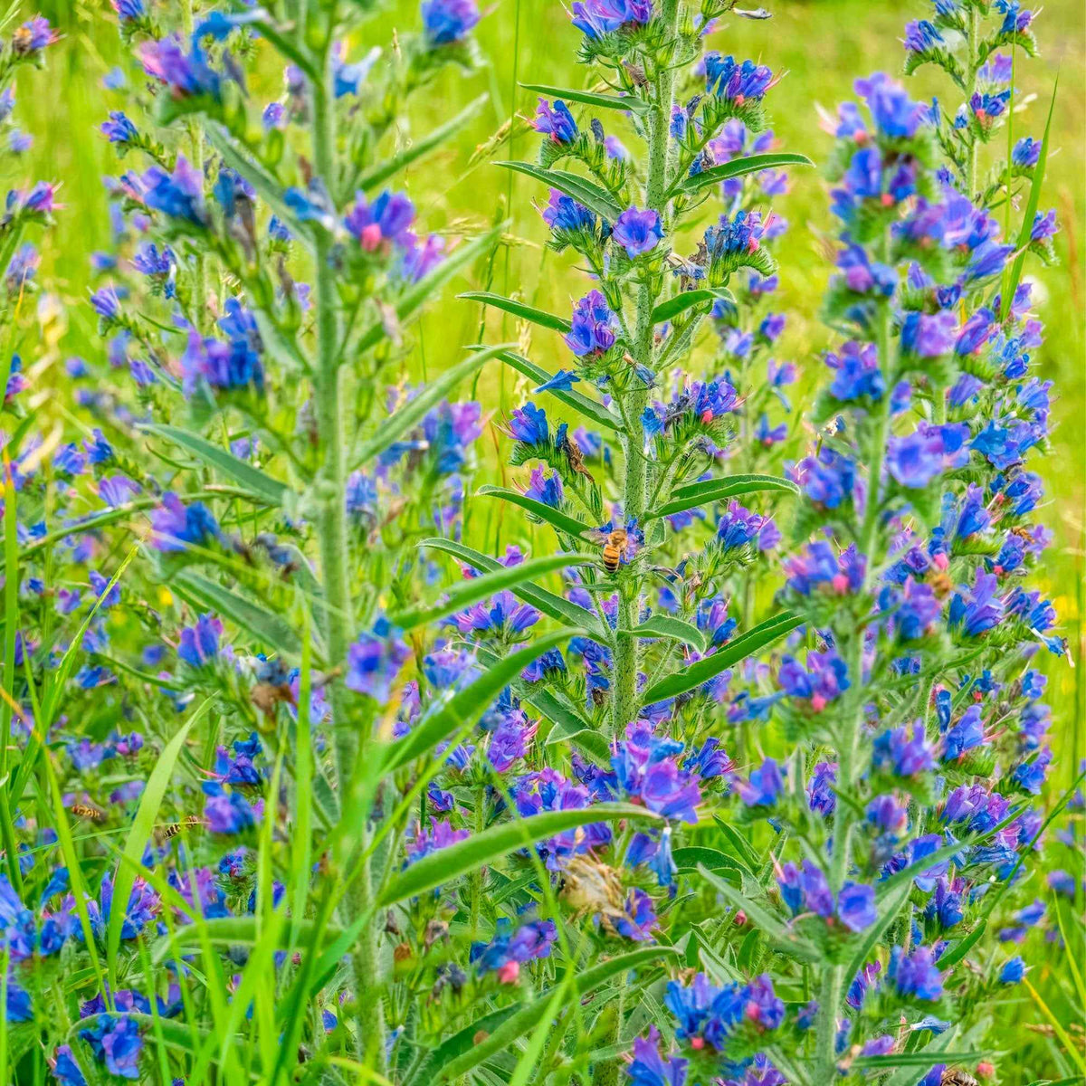 Slangenkruid - Echium vulgare - Vipérine commune - Willemse