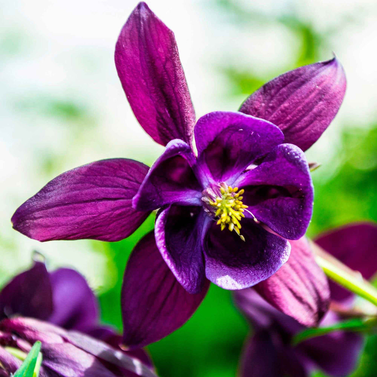 3 Granny's Bonnets Akelei - Aquilegia vulgaris Granny's Bonnets - Willemse