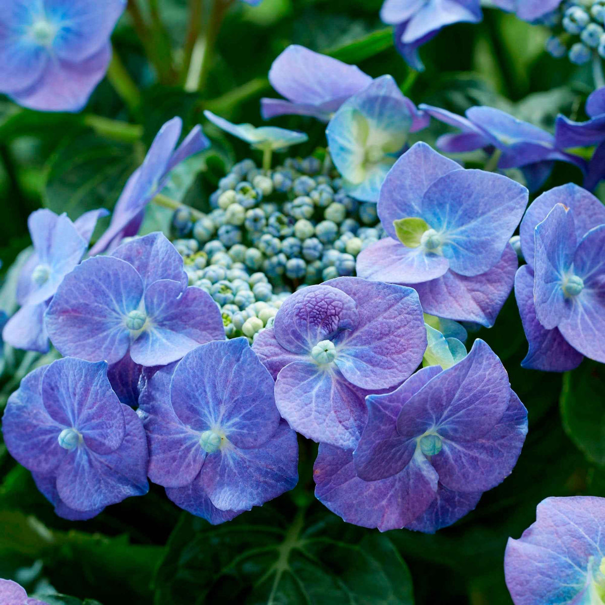 Boerenhortensia 'Teller' - Hydrangea macrophylla teller blue - Willemse