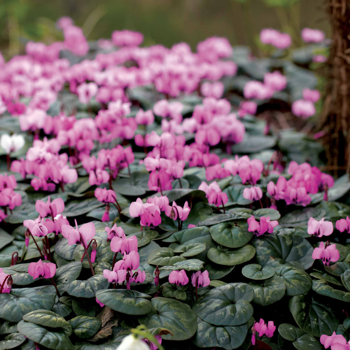 Cyclamen coum - Cyclaam coum (x3) - Zomerbloeiers