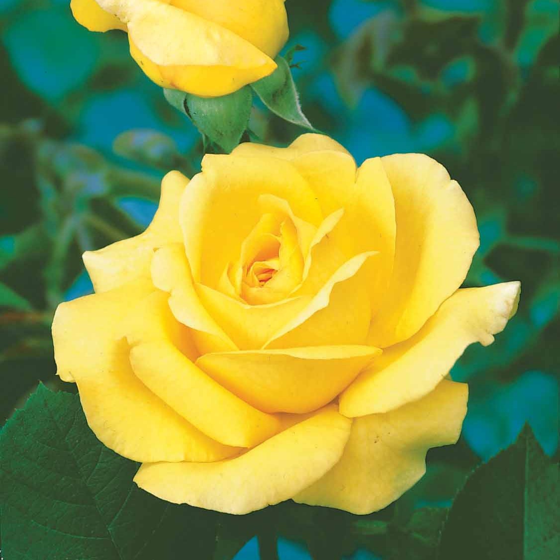 Struikroos Rosa 'Arthur Bell' - Willemse