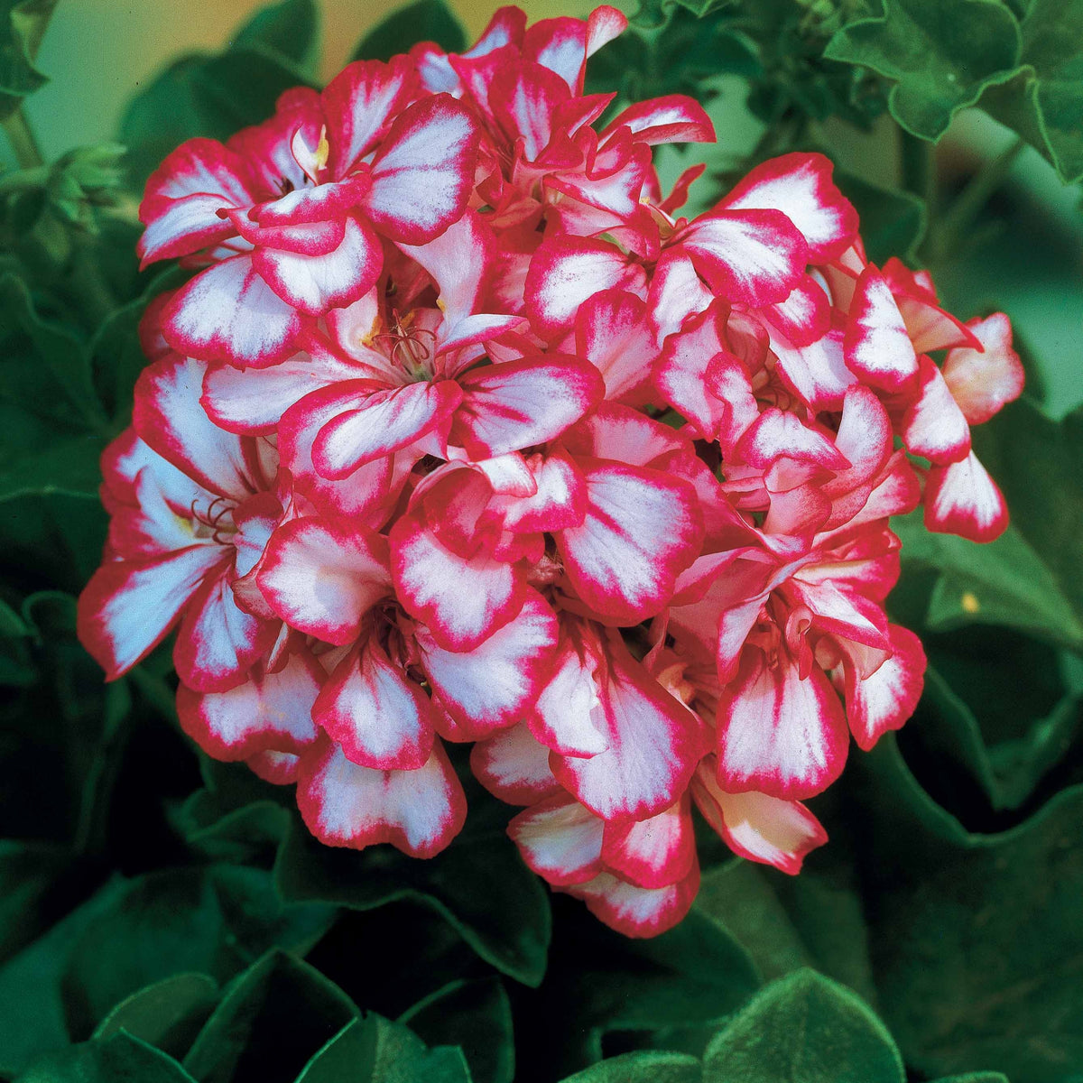 Pelargonium peltatum nixe - Klimgeranium bicolor (x3) - Geranium - Pelargonium