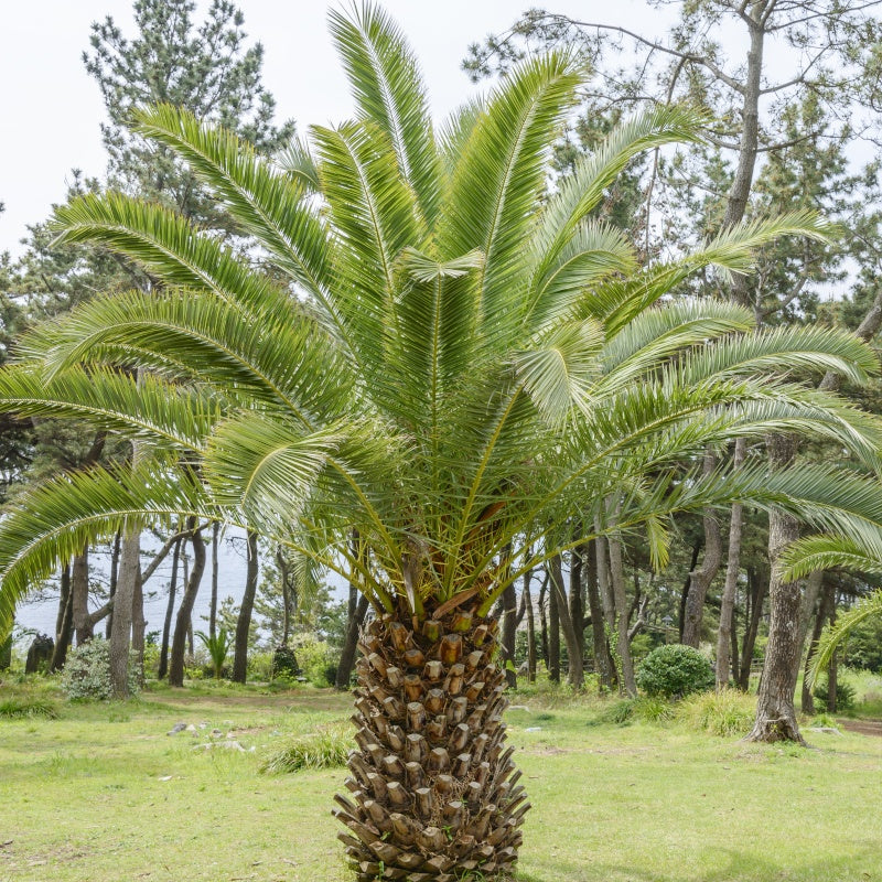 Dadelpalm - Phoenix canariensis - Palmen voor buiten