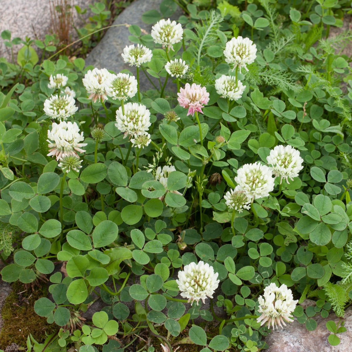 Trifolium repens - Witte klaver - Bloemenzaden