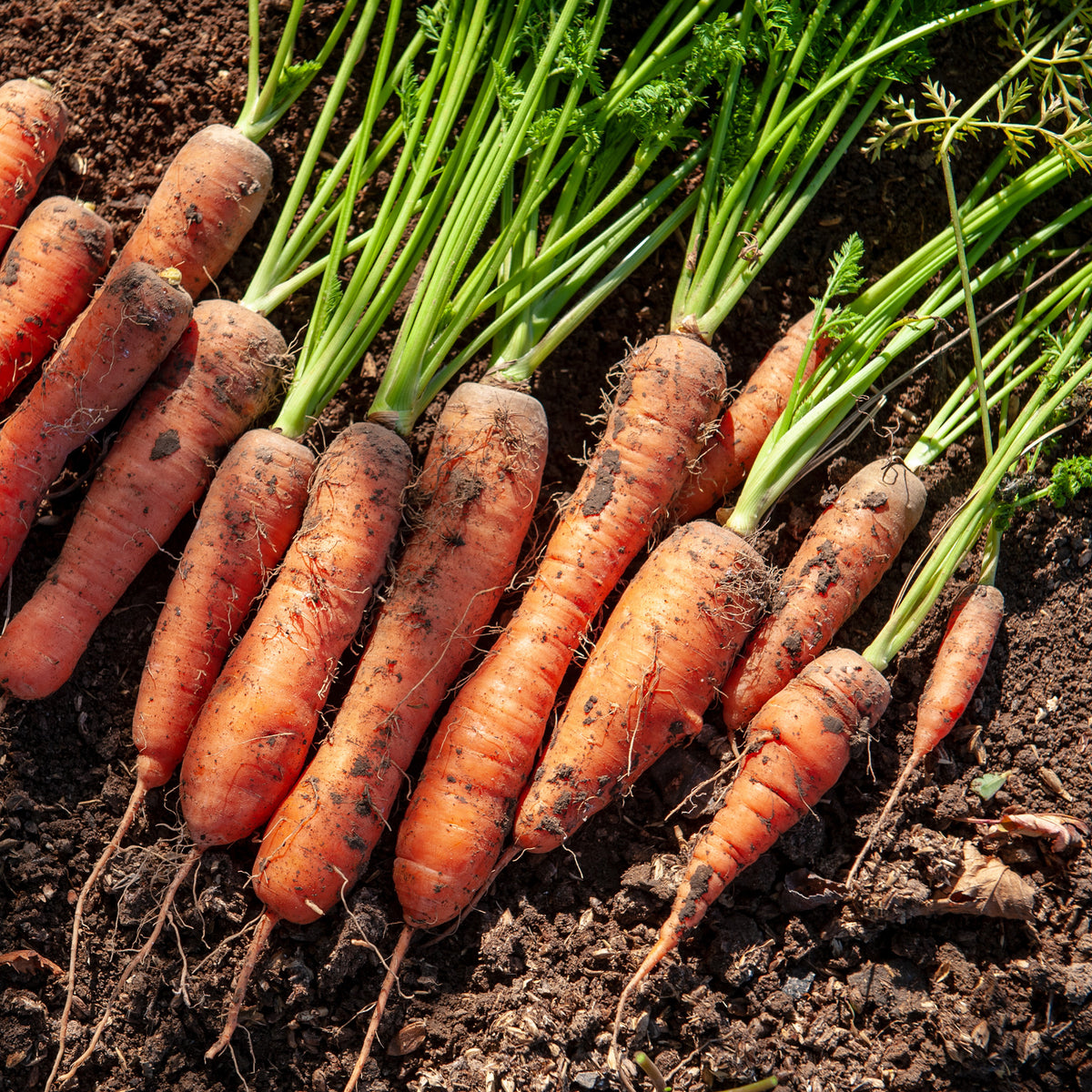 Wortel 'Halflang De Carentan' - Willemse