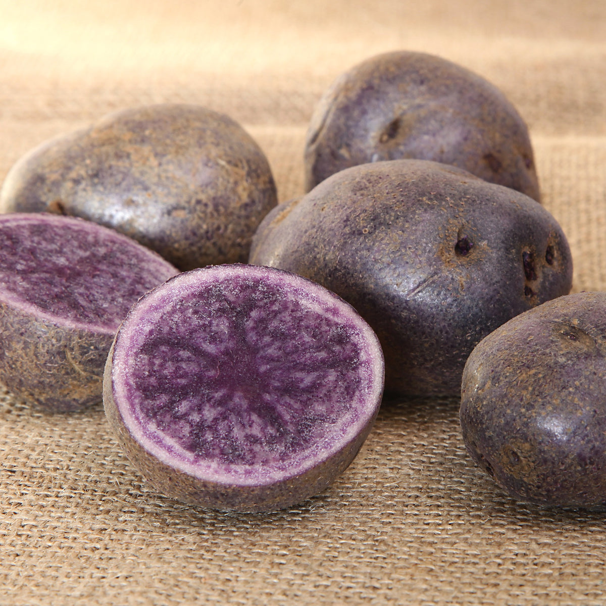 Aardappel 'Bleue de la Manche' (x10) - Willemse