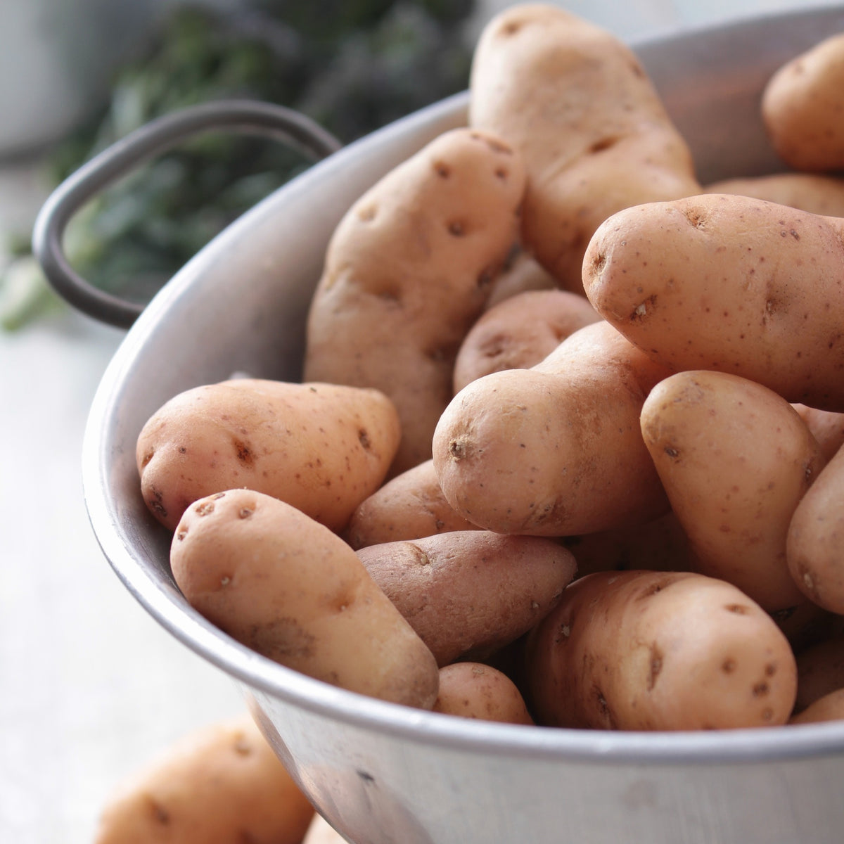 Aardappel 'Corne de Gatte' (x25) - Willemse