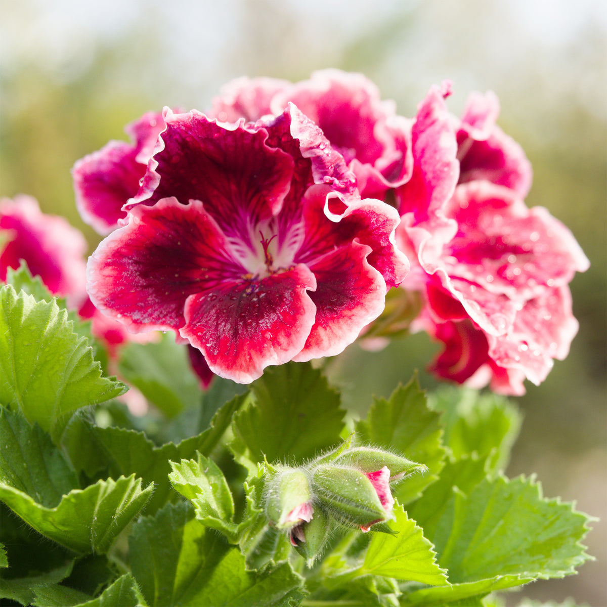 Pelargonium pansy - Geranium 'Pansy' (x3) - Geranium - Pelargonium