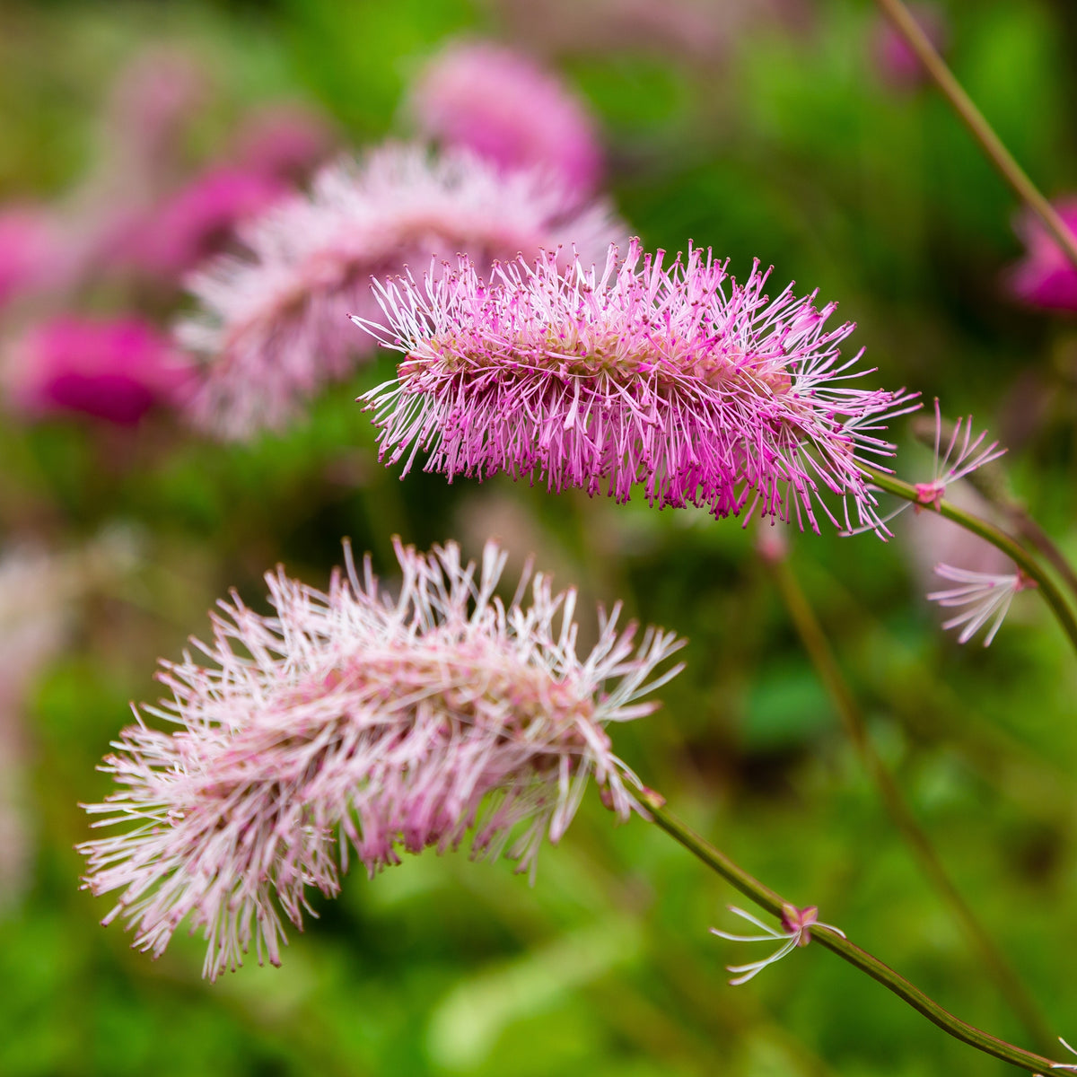 Sanguisorba obtusa - Pimpernel (x3) - Pimpernel