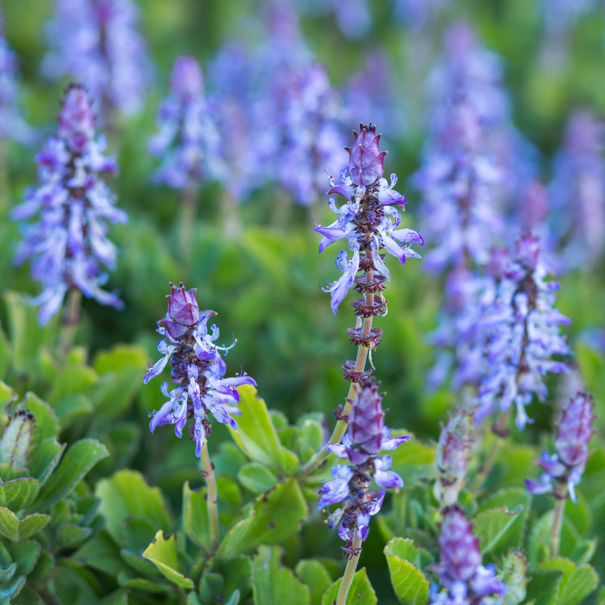 Kattenschrik (x3) - Willemse