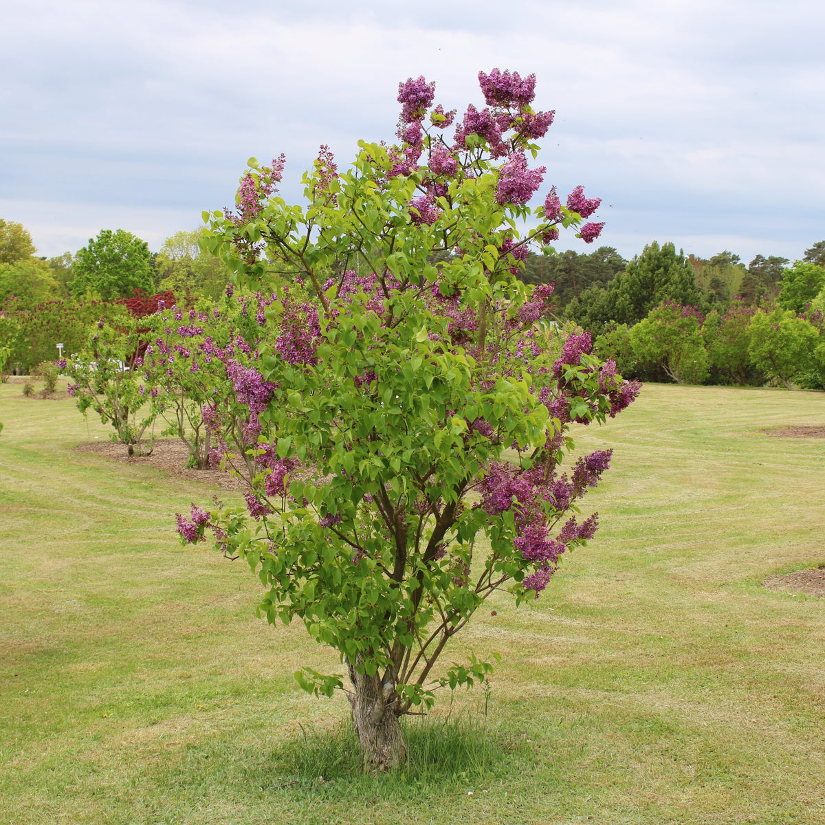 Dubbelbloemige sering - rood - Syringa vulgaris Charles Joly - Willemse
