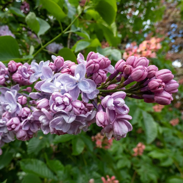 Dubbelbloemige sering - blauw - Syringa vulgaris Katherine Havemeyer - Willemse