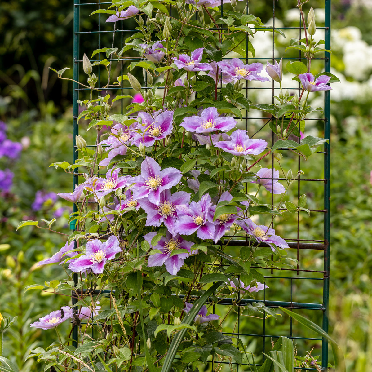 Collectie van klimplanten: kamperfoelie, clematis, Wilsde Wingerd (x3) - Lonicera heckrottii American Beauty, Clematis patens Piilu, Parthenocissus tricuspidata Veitchii - Willemse