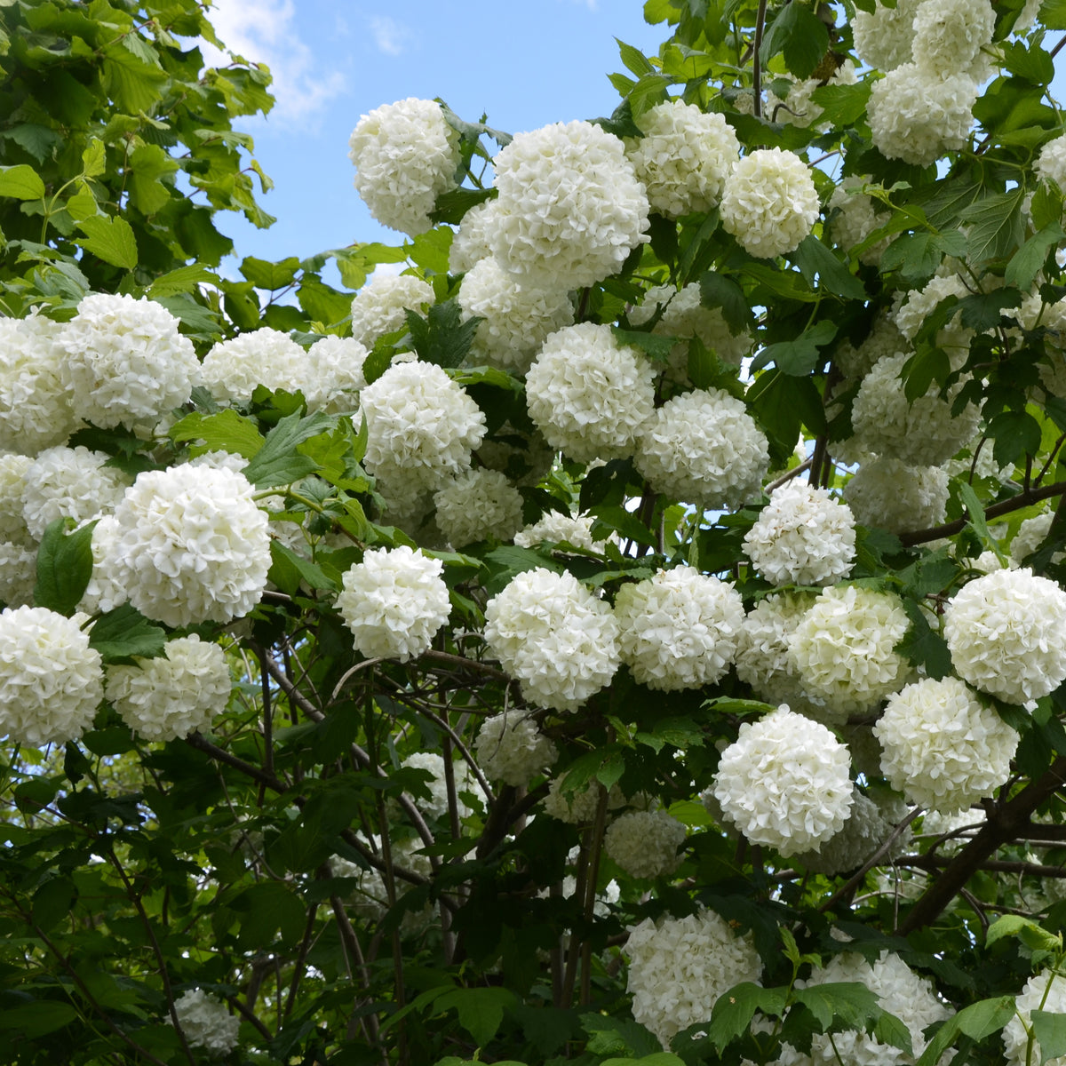 Vier seizoenen Collectie (x6) - Viburnum opulus Roseum, Viburnum x bodnantense Dawn, Weigelia Bristol Ruby, Philadelphus virginal, Forsythia spectabilis, Tamarix ramosissima - Willemse