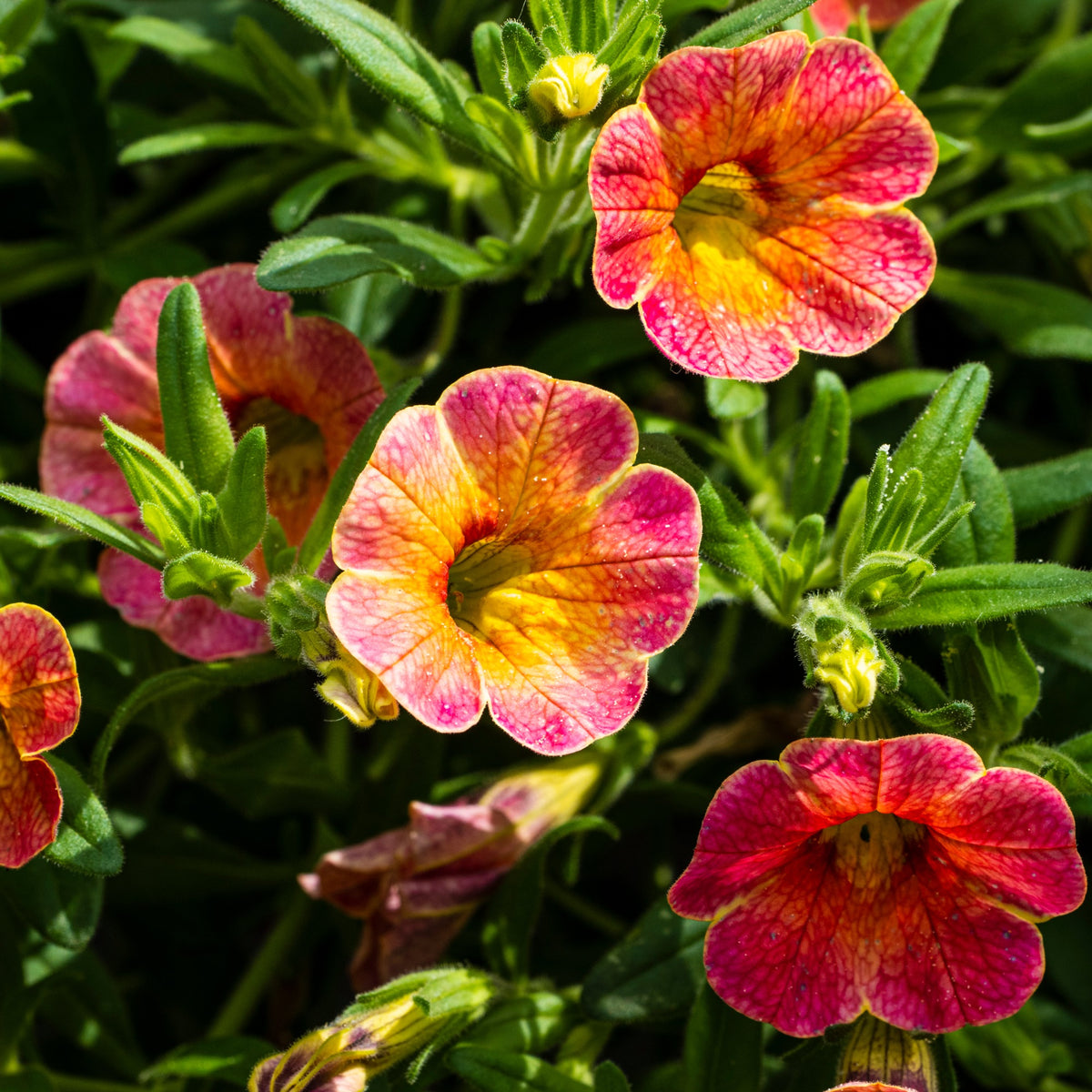 Petunia 'Indian Summer' (x3)