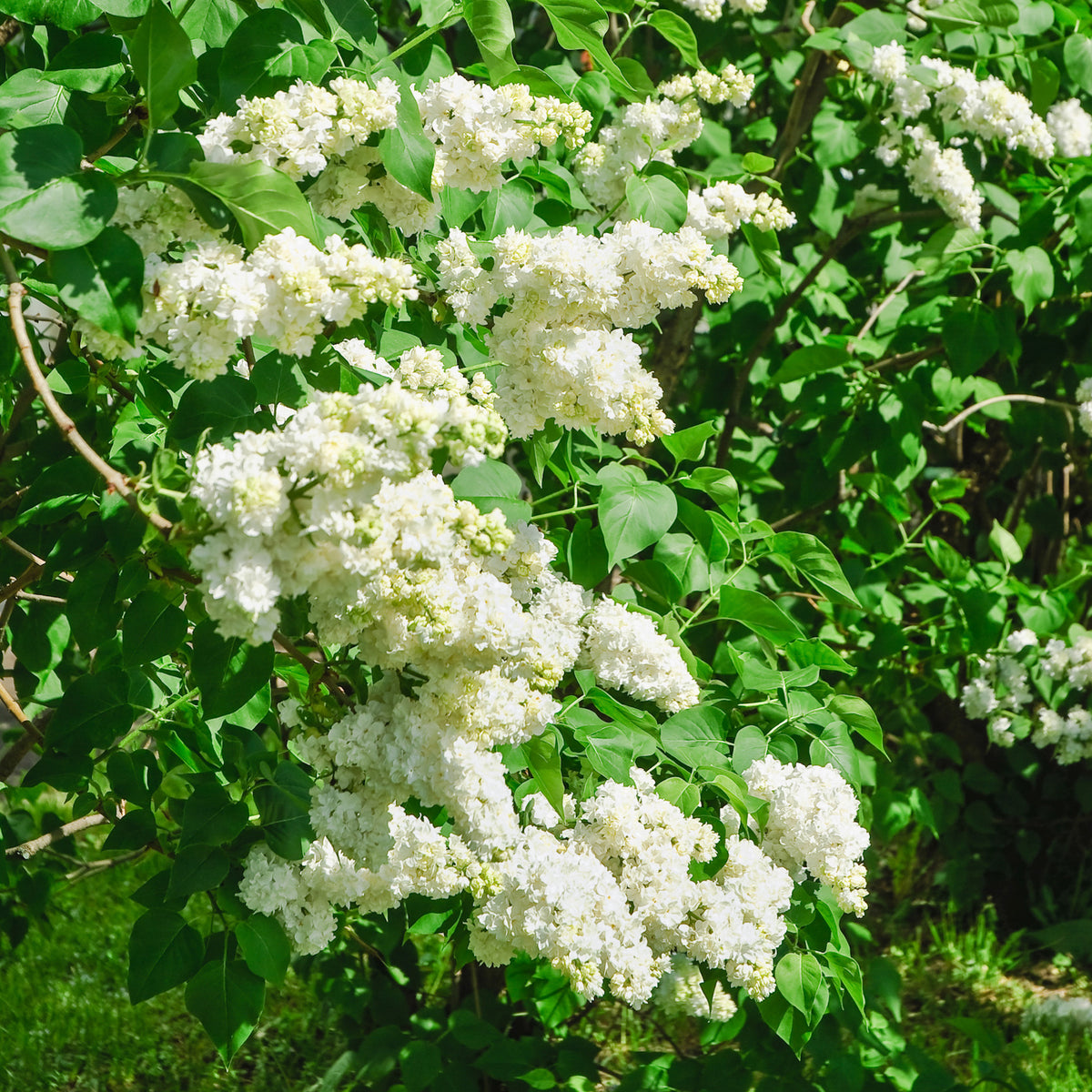 Dubbelbloemige sering - wit - Syringa vulgaris Madame Lemoine - Willemse