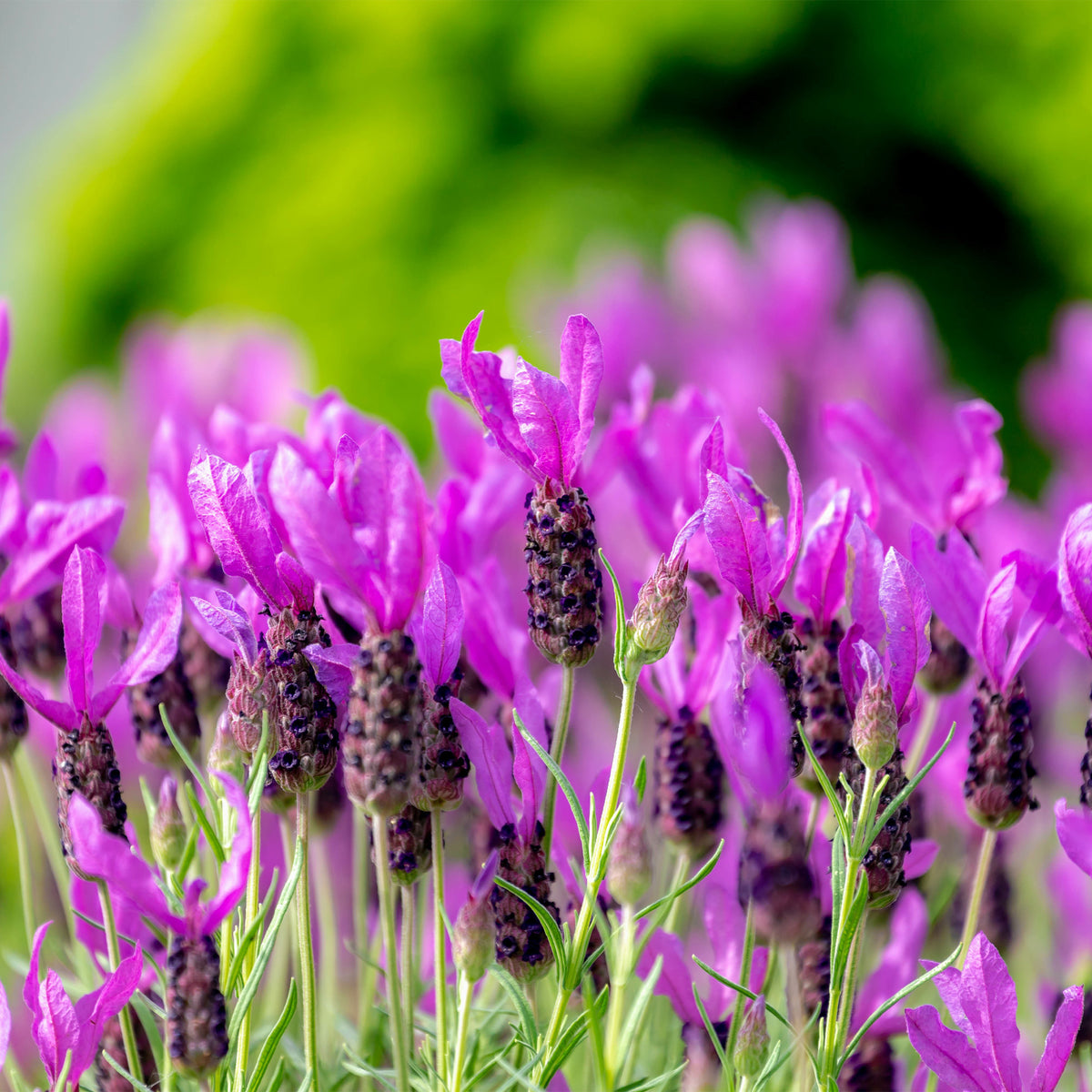 Kuiflavendel 'The Princess ® Lavender' - Willemse